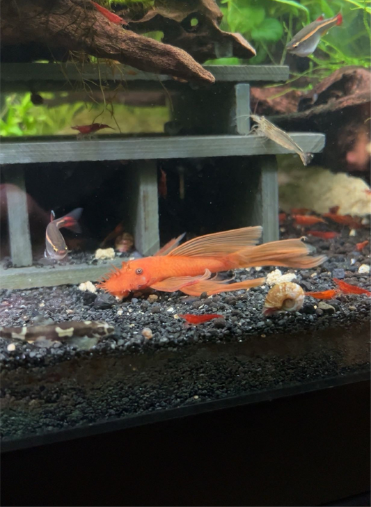 Super Red Long Finned Bristlenose