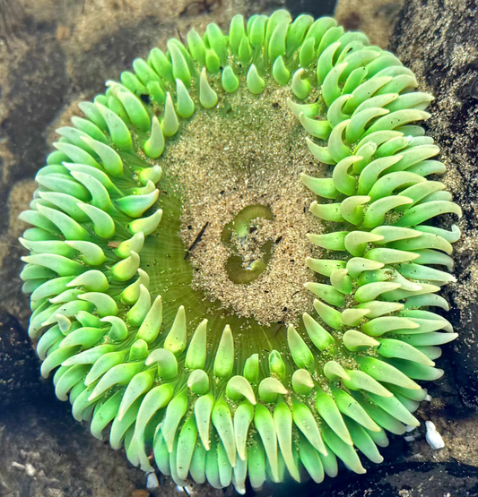 Gaint Green Anemone