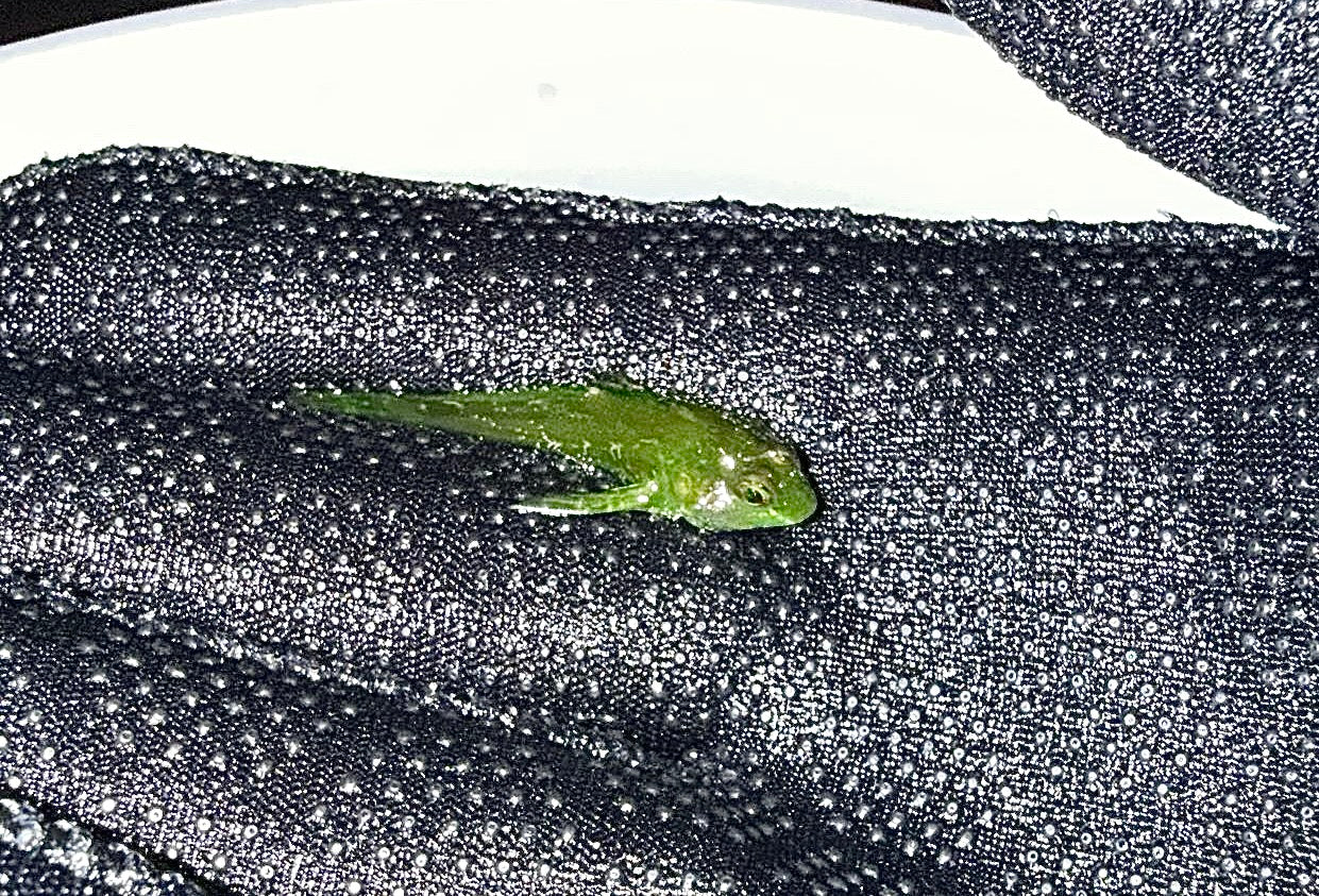 Fluffy Sculpin (Small)