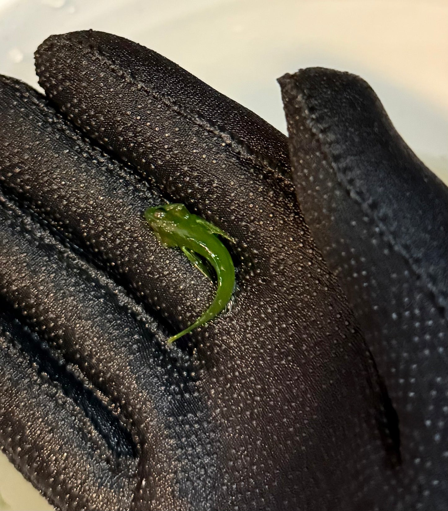 Fluffy Sculpin (Small)