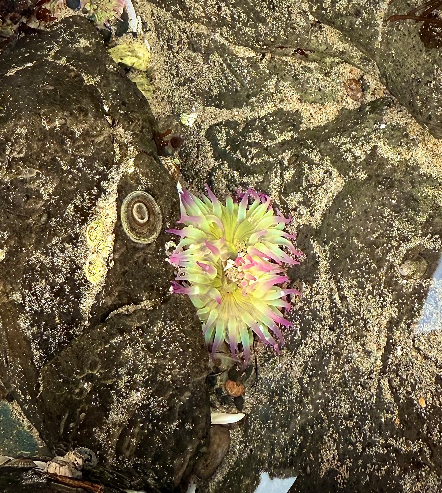 Aggregating Anemone