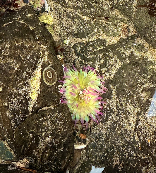 Aggregating Anemone