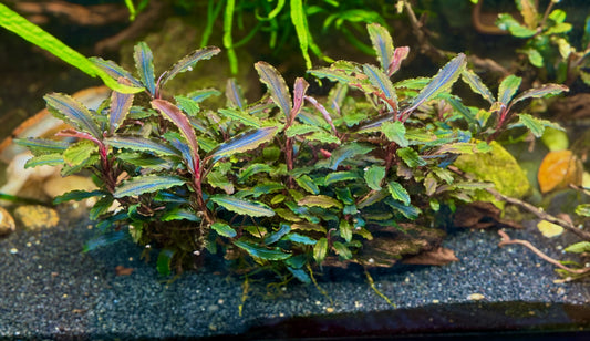 Bucephalandra